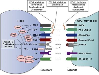 The Role of Immune Checkpoint Molecules for Relapse After Allogeneic Hematopoietic Cell Transplantation